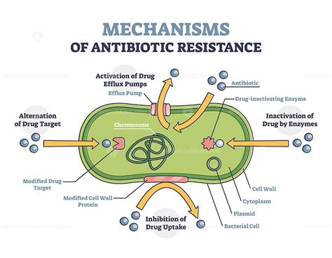 Antibiotic Resistance Outline Diagram Illustrated Mechanism In