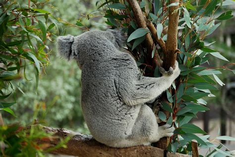 Koala Back Zebrabelly Flickr