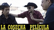 LA COSECHA ( PELÍCULA COMPLETA ) - YouTube