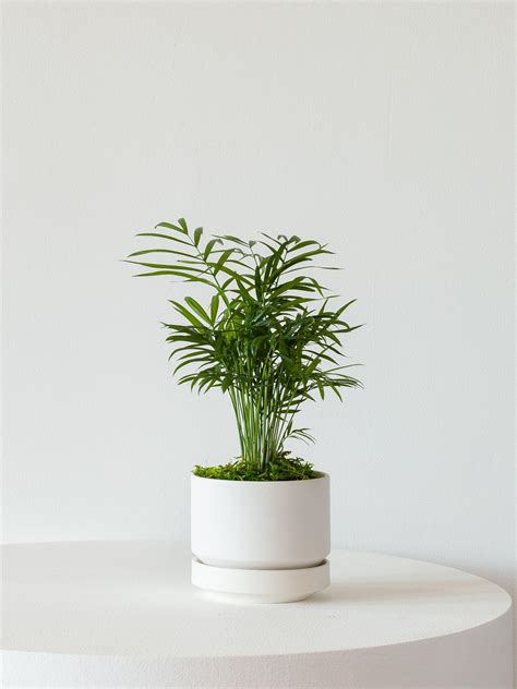 Small Parlor Palm With Scandinavian Pot Potted Plant Shipped By Léon