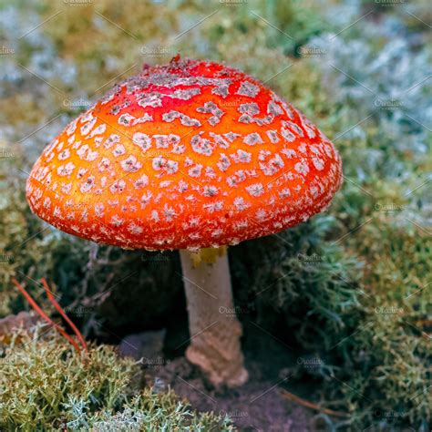 Amanita Muscaria Poisonous Mushroom High Quality Stock Photos