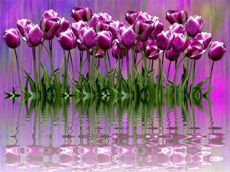 Free Image On Pixabay Tulips Spring Easter Flower Spring Tulips