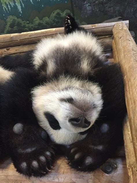 The Toronto Zoo Thetorontozoo Твиттер Baby Panda Bears Cute