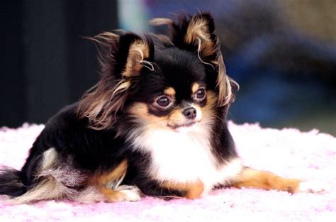 Chihuahua Love The Long Haired Lil Ones Chihuahua Puppies Cute