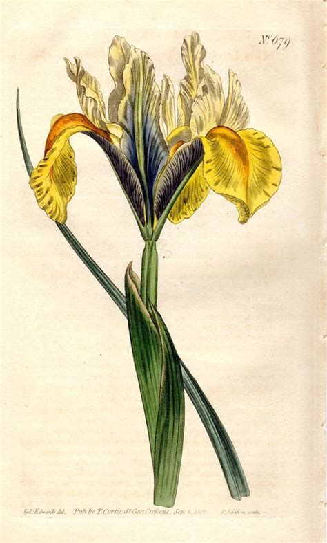 1803 Iris Antique Botanical Print Yellow By Antiqueprintgallery 6500