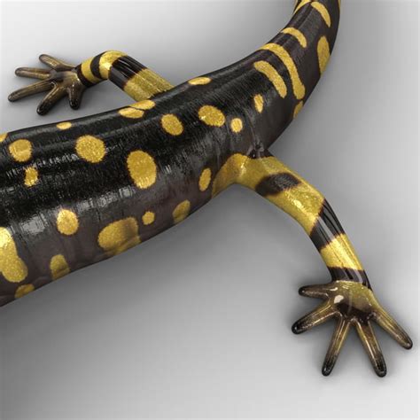 Tiger Salamander Pose 2 3d Model