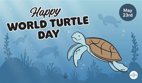 World Turtle Day How To Save The Turtles Modern Milkman