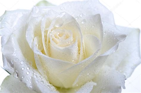 White Rose — Stock Photo © Natlit 33220205