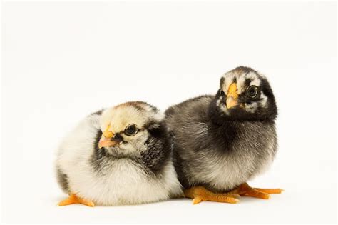 The Complete Silver Laced Wyandotte Care Guide Chickens And More