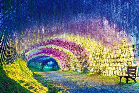 Top 10 Worlds Most Magical Tree Tunnels To Wander Through