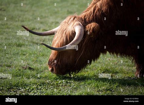 Fold Of Highland Cattle Hi Res Stock Photography And Images Alamy