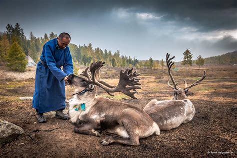 Tsaatan Reindeer Nomads Of Mongoliatour To Reindeer People In Mongolia