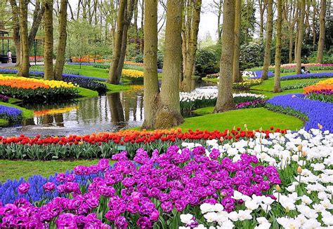 Keukenhof Gardens Netherlands River Blossoms Trees Flowers Spring