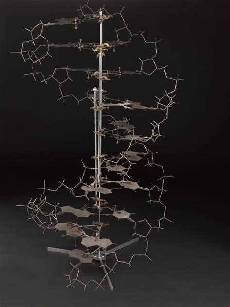 Crick And Watsons Dna Molecular Model Science Museum Group Collection
