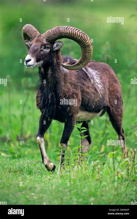 Mouflon Ovis Ammon Musimon Adult Male Germany Stock Photo Alamy