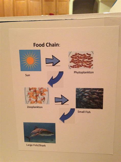 Coral Reef Food Chain Facts Dorcas Sotelo