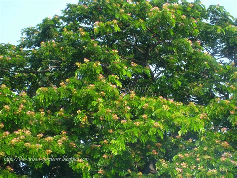 Flowers fade to white / faint purple with age. The Urban Gardener: Summer sherbet : Mumbai's flowering trees