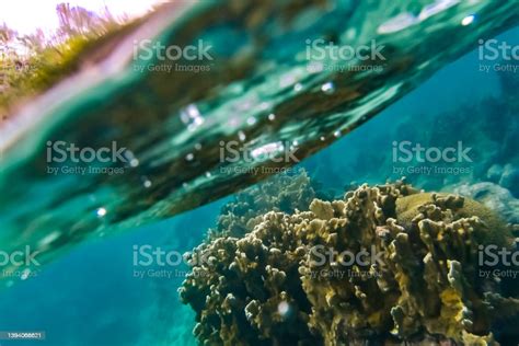 Tropical Caribbean Sea Life Underwater Coral Reef And Marine Fishes