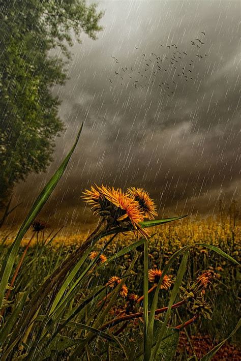 Wholl Stop The Rain Nature Photography Summer Rain I Love Rain