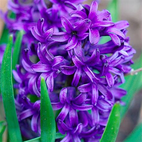 The Best Fragrant Spring Flowering Bulbs Photography Buzz