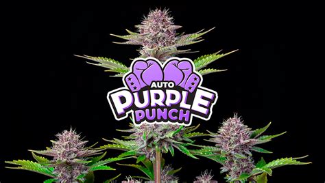 Purple Punch Auto Cannabis Strain Week By Week Guide Fast Buds