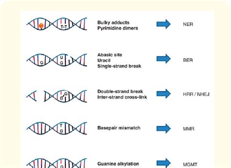 Illustrates Mechanisms Of DNA Repair Different Classes Of DNA Damage Download Scientific