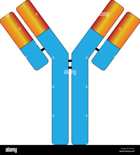Antibody Molecule Hi Res Stock Photography And Images Alamy