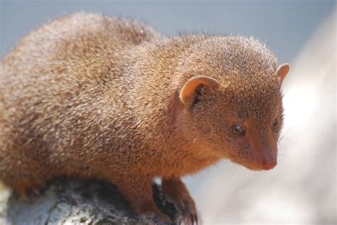 Dwarf Mongoose Zoochat