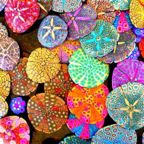 Sand Dollars Color Color Pinterest Polymers Sea Shells And Sand