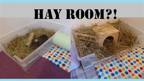 Guinea Pigs Cages HOW TO Make Your Own Hay Room Squeak Dreams YouTube