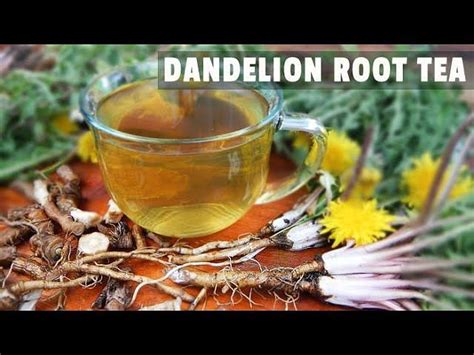 Herbs Benefits Of Dandelion Root Uses And Important Facts