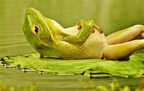 Download Lounging Frog Best Funny Wallpaper Share This On By