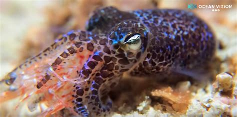 This Bobtail Squid Might Be The Cutest Thing In The Ocean Ocean