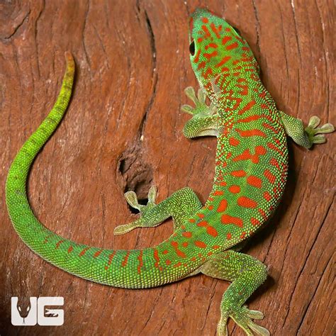 Crimson Giant Day Geckos Phelsuma Grandis For Sale Underground Reptiles