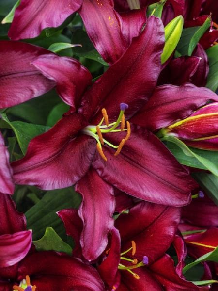 Buy Lily Bulbs Firebolt Oriental Lily Gold Medal Winning Harts Nursery