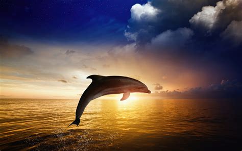 Dolphin Jumping 4k
