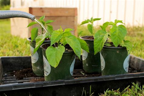 How To Harden Off Seedlings For Transplanting