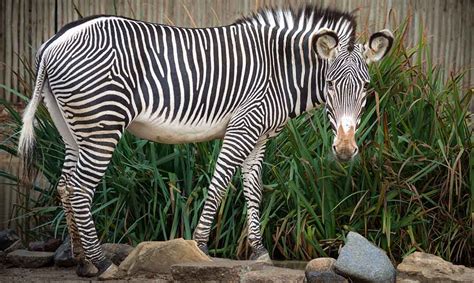 Grevy's Zebra | Los Angeles Zoo and Botanical Gardens (LA Zoo)