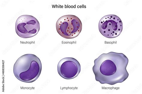 Type Of White Blood Cells Neutrophil Eosinophil Basophil Monocyte