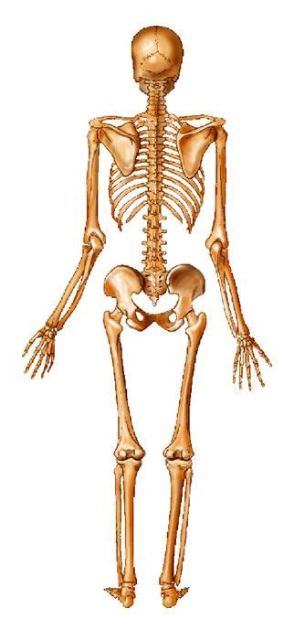 Black women's peak bone mass is the same as white men's. Skeleton - Posterior View | Buddha statue, Statue, Human ...