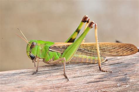 Difference Between Cricket And Grasshopper