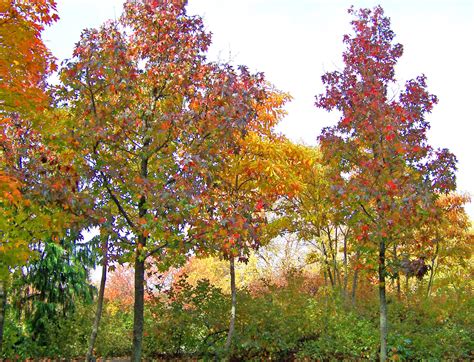 Autumn Maple Trees Free Stock Photo Public Domain Pictures