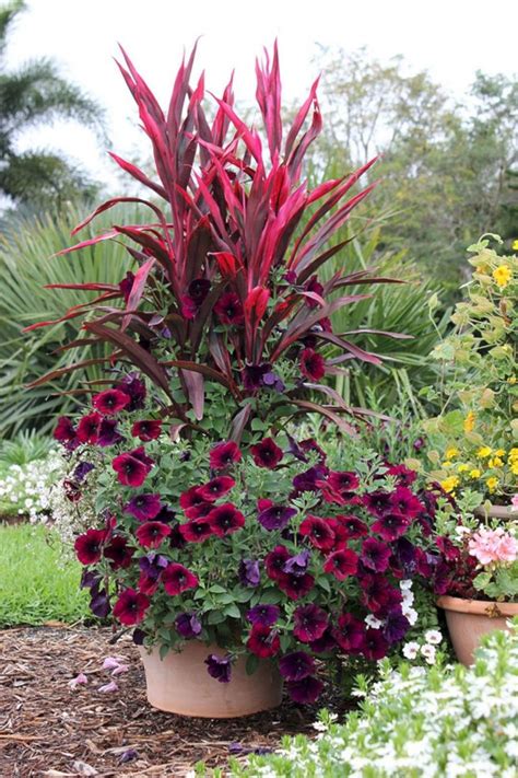25 Gorgeous Full Sun Container Plants Ideas To Make Up