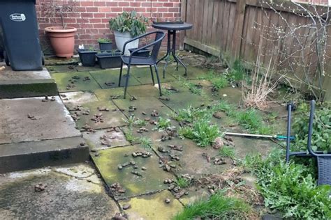 Durham Dog Owner Fined £750 For Letting Pet Poo All Over Their Patio