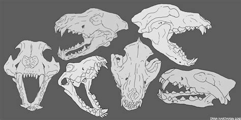 Wolf Skull Study By Kittyskeletal On Deviantart Animal Drawings