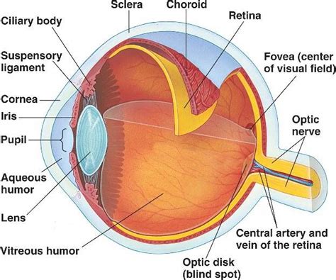 Structure Of The Eye Eye Anatomy Eyeball Anatomy Human Ear Anatomy