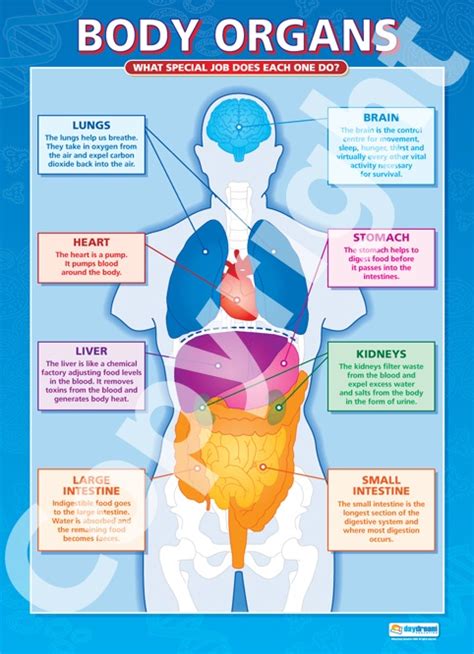 Body Organs Science Educational School Posters Body Organs Human