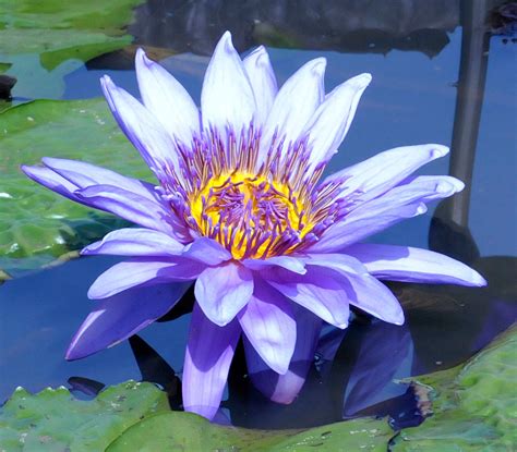 Purple Water Lily Photography By William Olexik Artmajeur