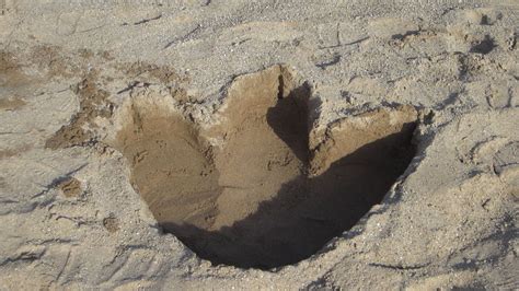 Diy Dinosaur Footprints Make