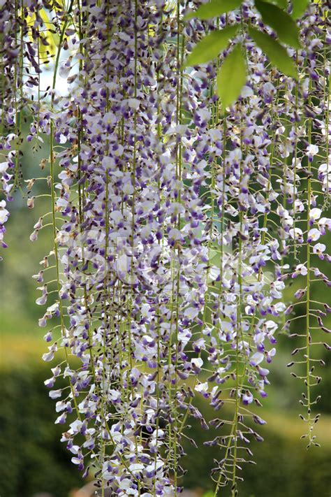 Image Of Long Purple Chinese Wisteria Flowers Variety Wisteria Stock